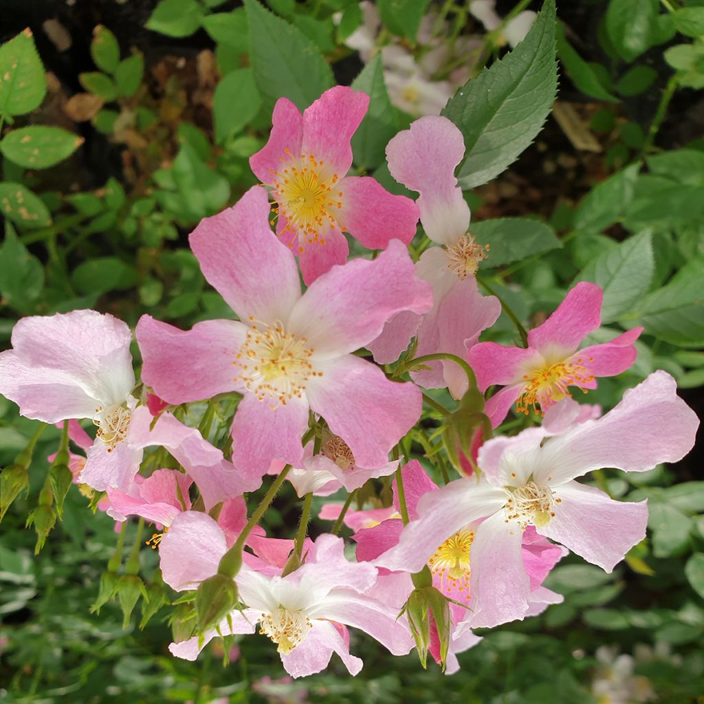Rosier arbustif Rosy Boom Dynamic Hip Hop 