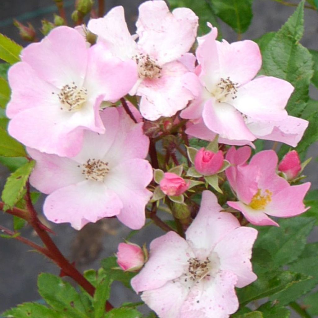 Rosier arbustif Rosy Boom Rose (Abellio Spaniuc)