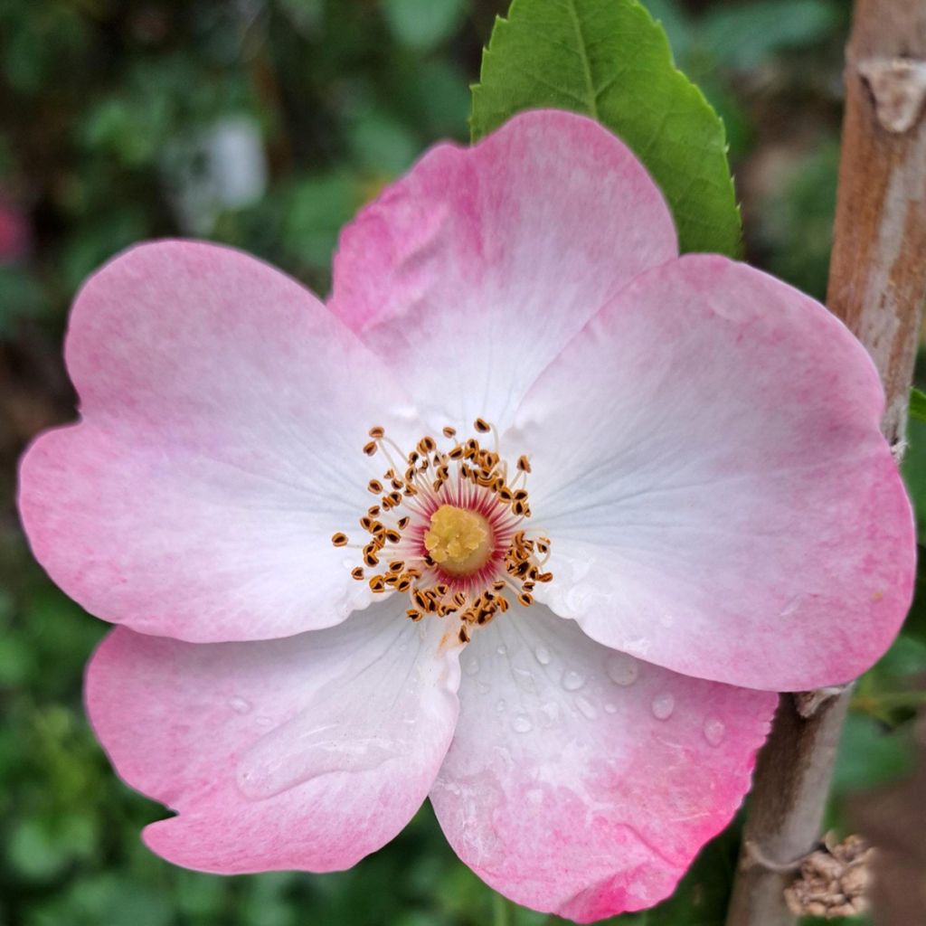 Rosier arbustif Rush