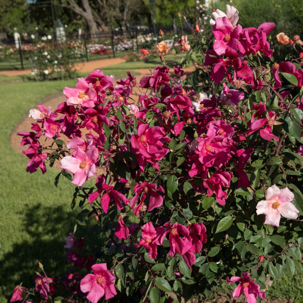 Rosier botanique - Rosa chinensis Mutabilis