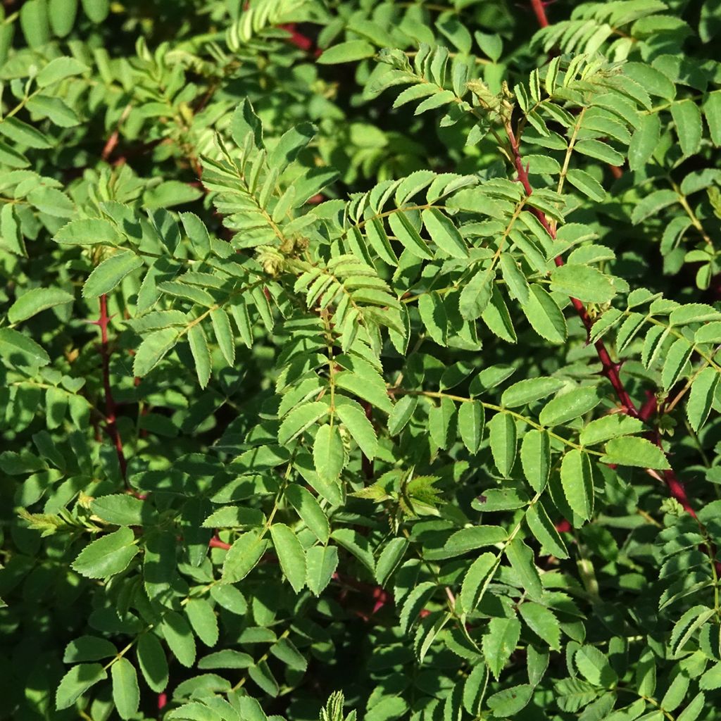 Rosier botanique - Rosa hugonis