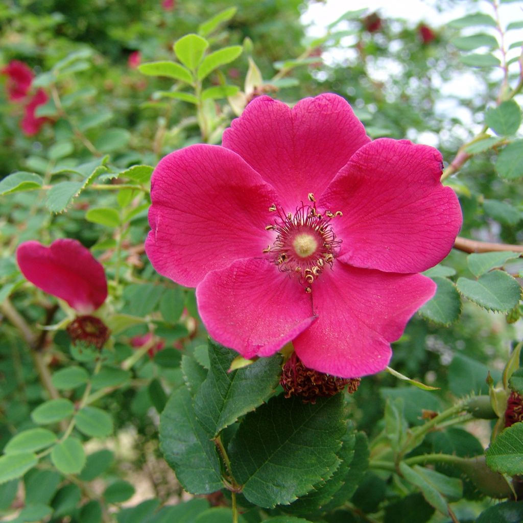 Rosier botanique - Rosa moyesii Geranium