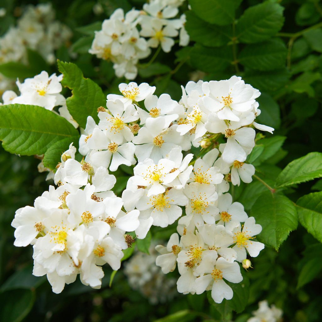 Rosier botanique grimpant - Rosa multiflora