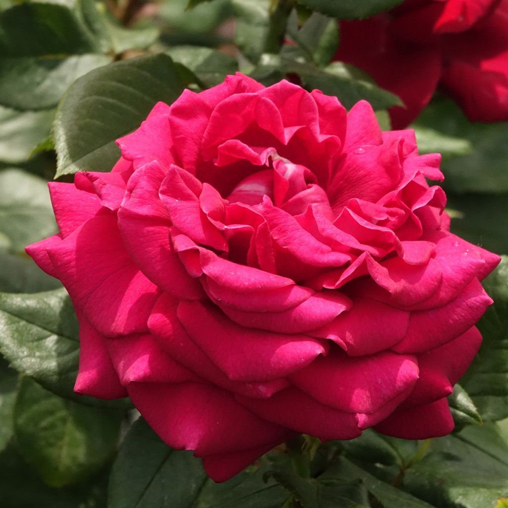 Rosier à grandes fleurs Charlotte Rampling