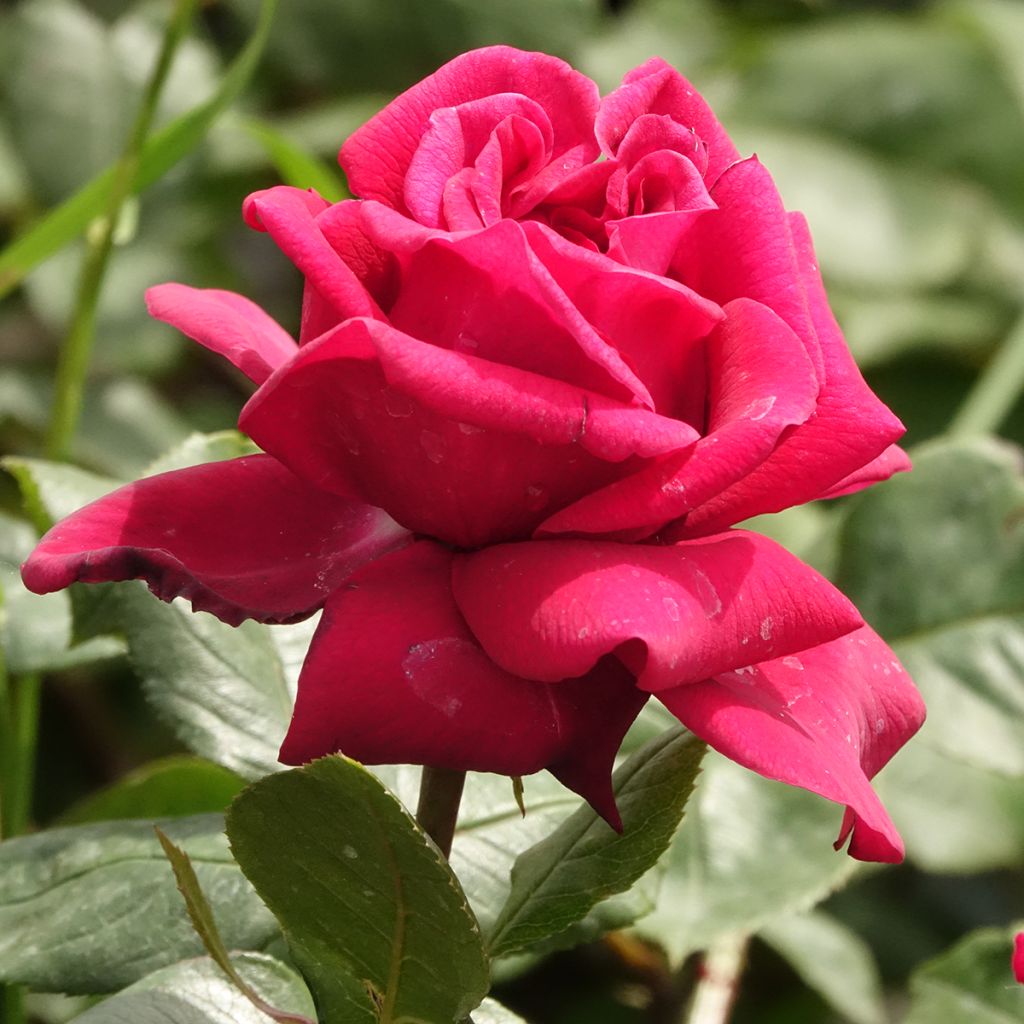 Rosier à grandes fleurs Charlotte Rampling