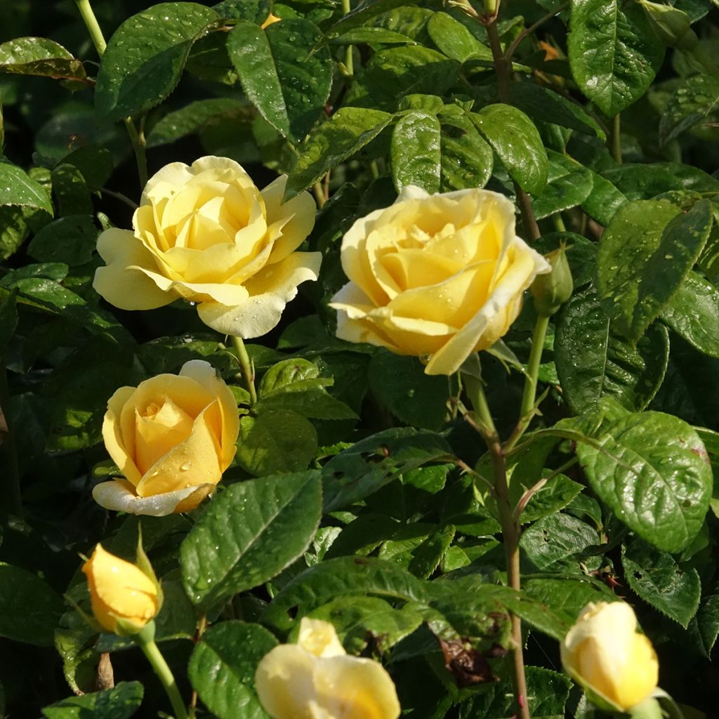 Rosier à grandes fleurs Michelangelo