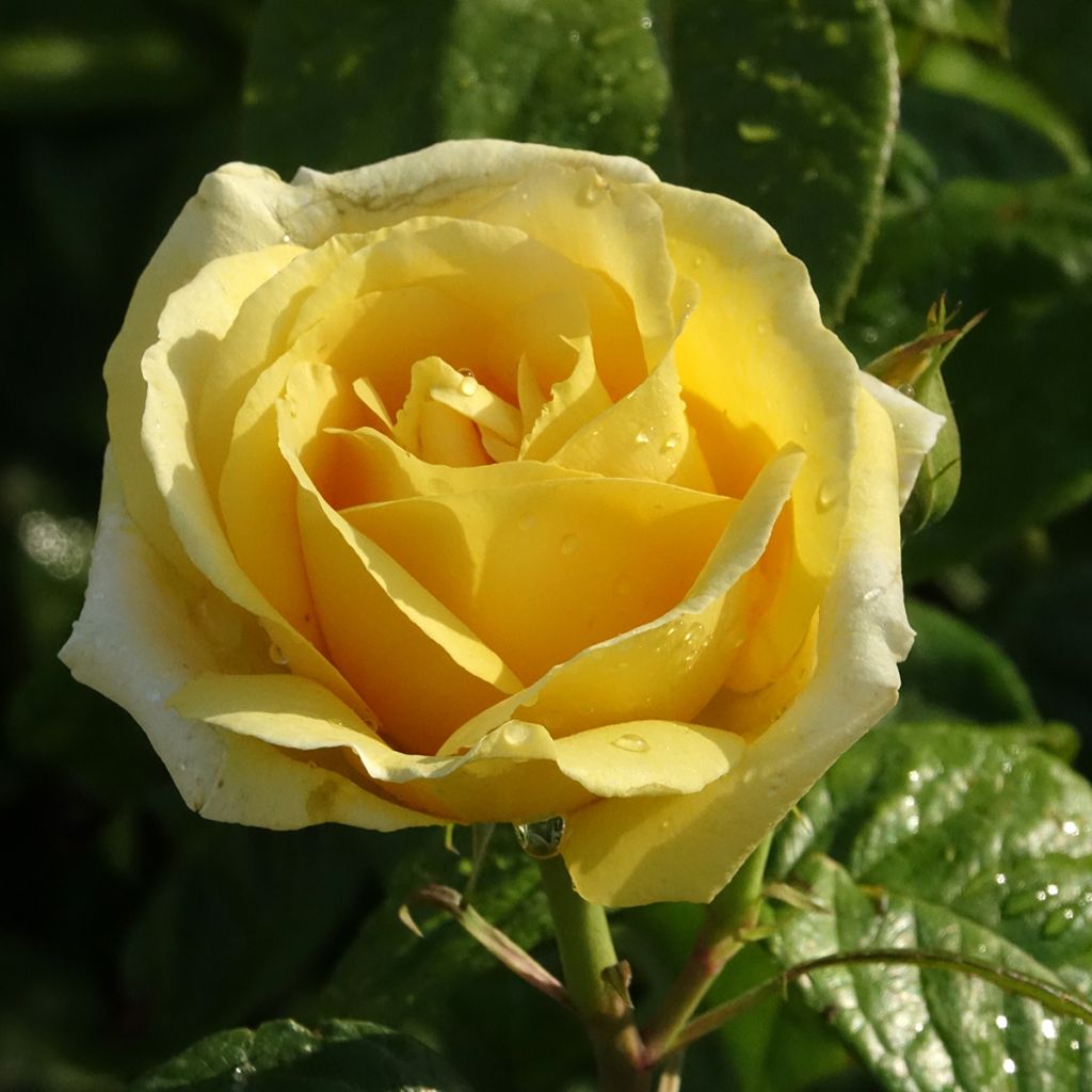 Rosier à grandes fleurs Michelangelo