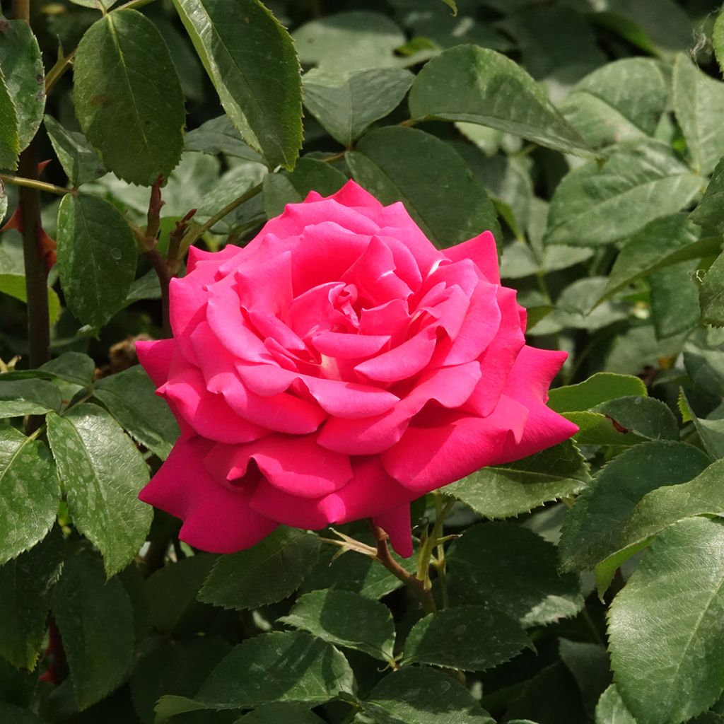 Rosier à grandes fleurs Velasquez