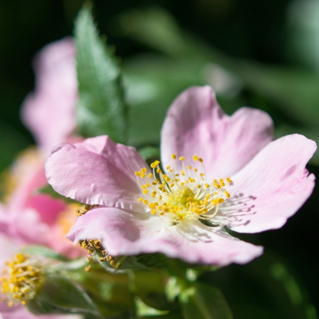 Églantier - Rosa canina