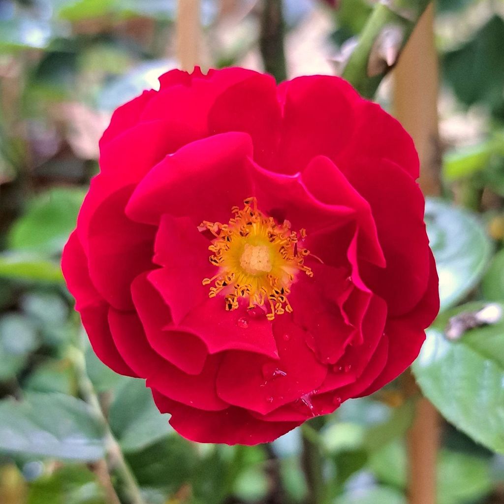 Rosier couvre-sol Mainaufeuer