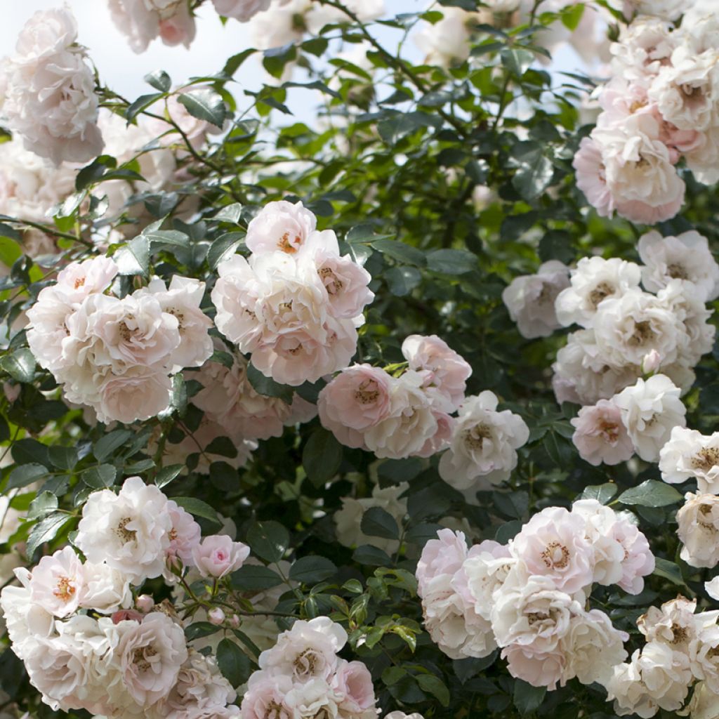Rosier couvre-sol Swany