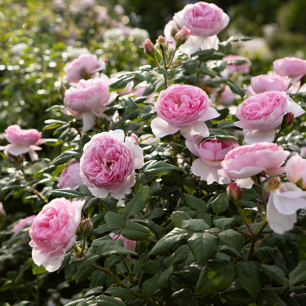 Rosier de Damas - Rosa (x) damascena