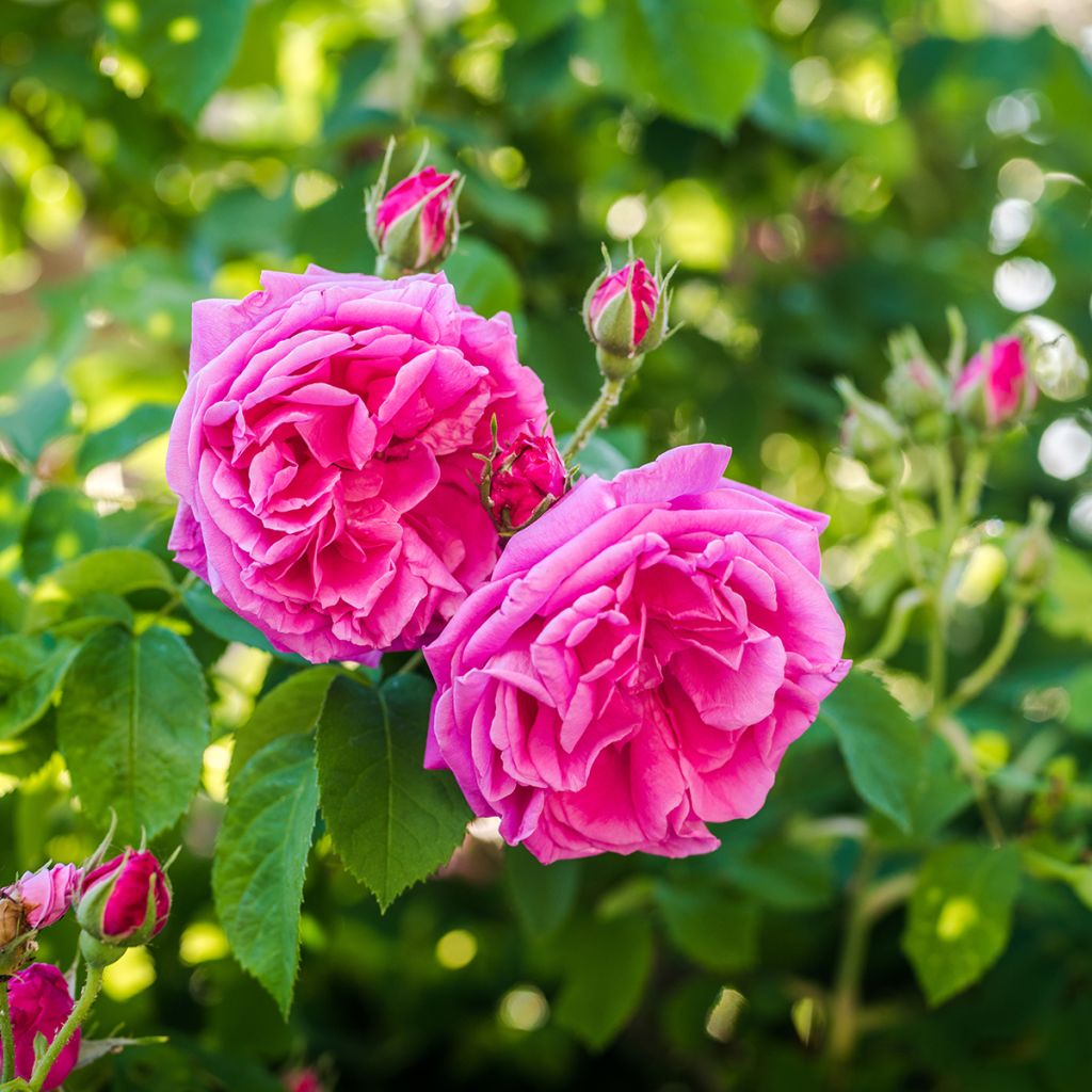 Rosier de Damas - Rosa (x) damascena