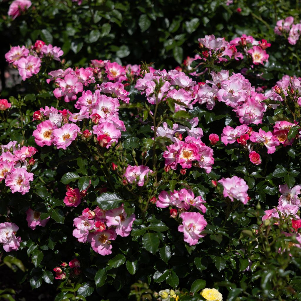 Rosier grimpant American Pillar