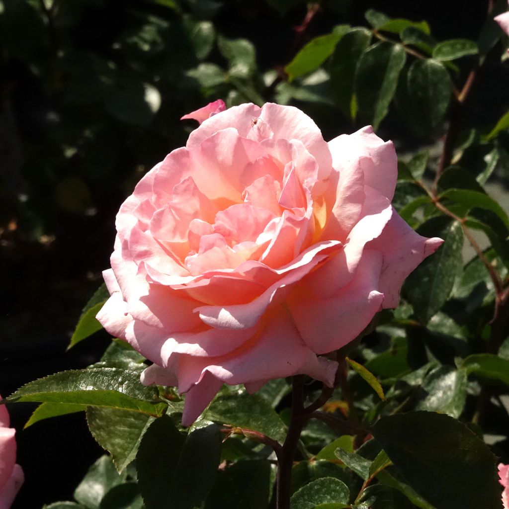 Rosier grimpant Belle de Londres (Compassion)