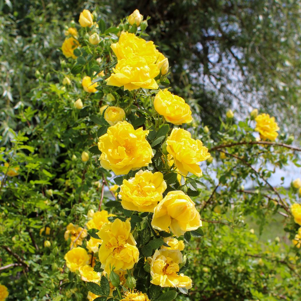 Rosier grimpant Golden Showers