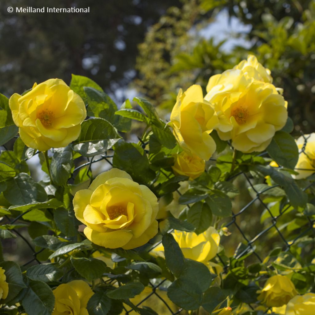 Rosier grimpant Happiness