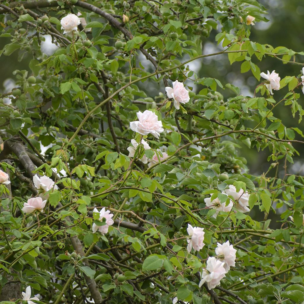 Rosier grimpant Madame Alfred Carrière