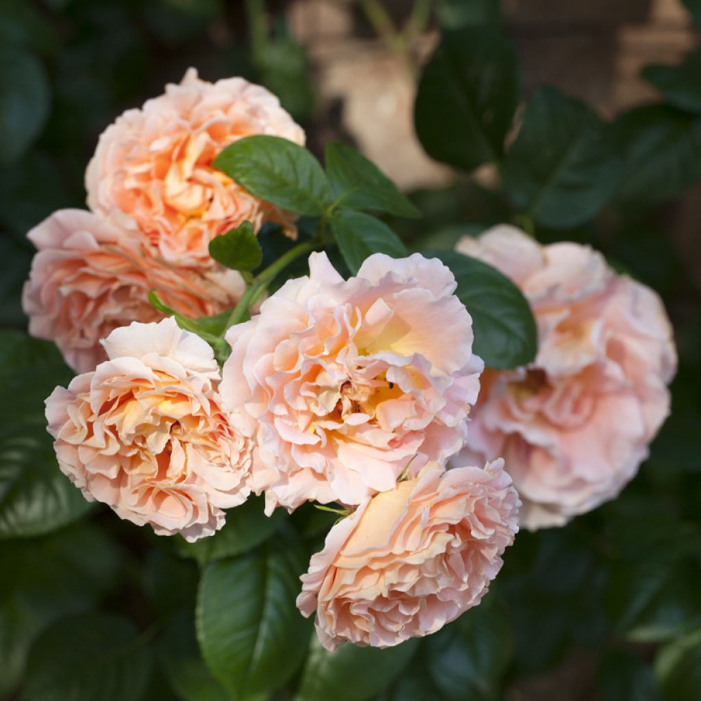 Rosier grimpant Polka