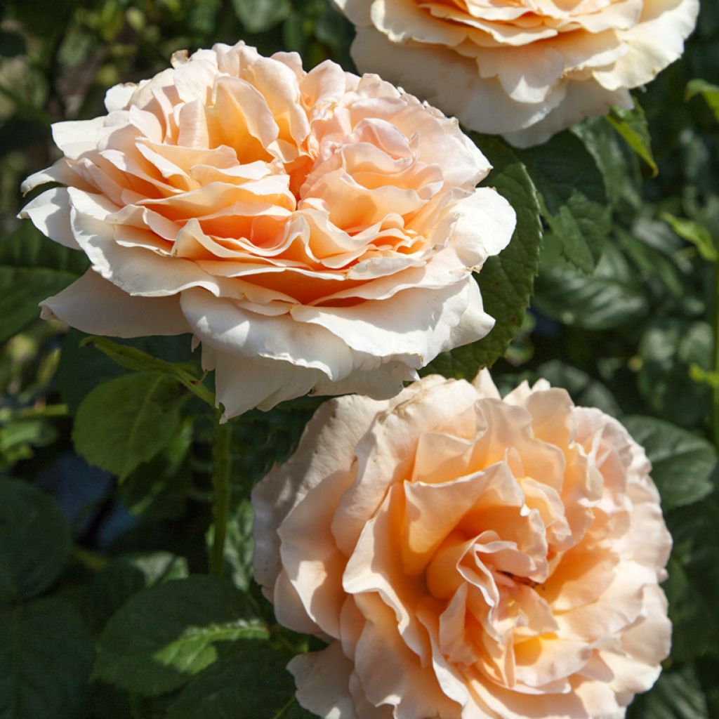 Rosier grimpant Polka