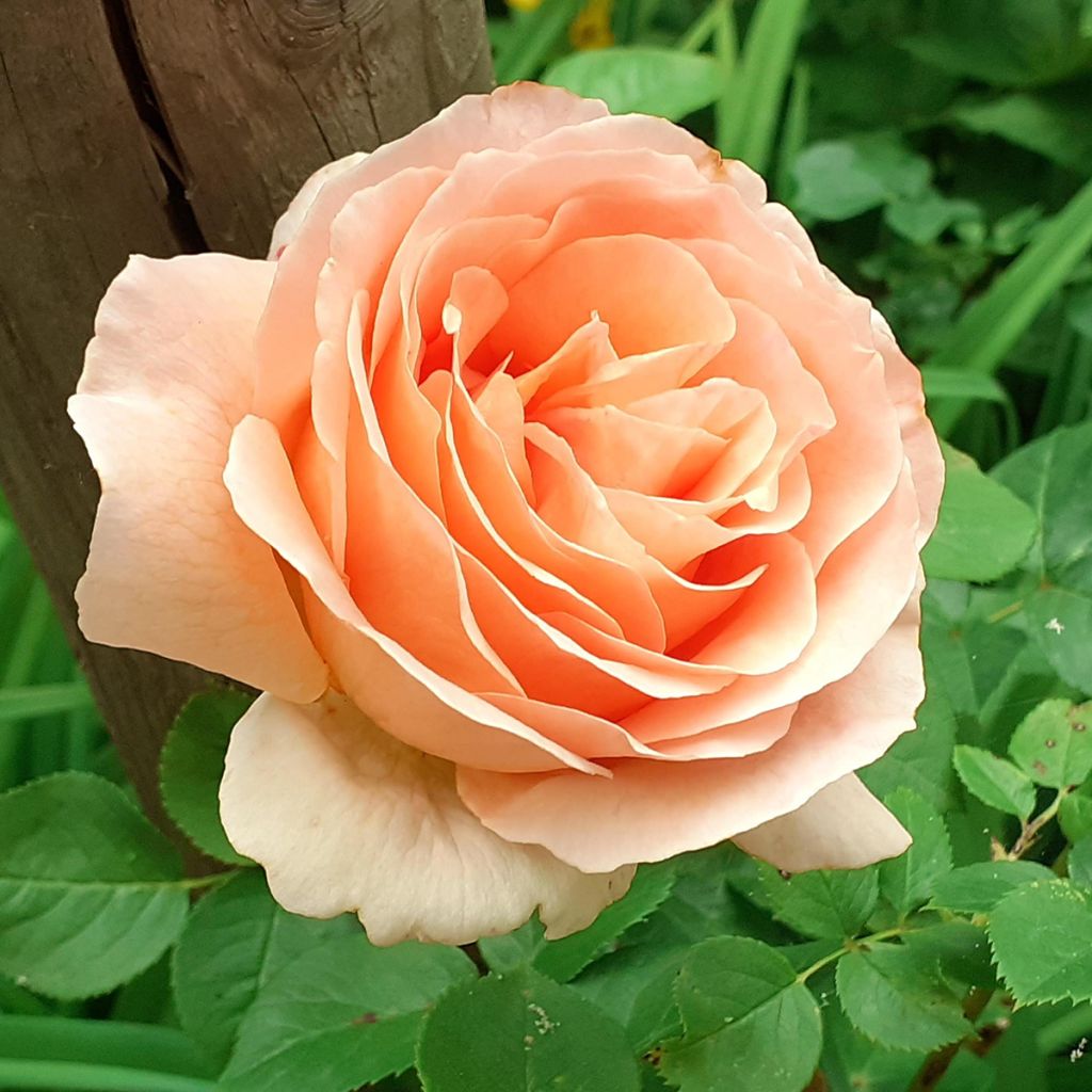 Rosier grimpant Polka