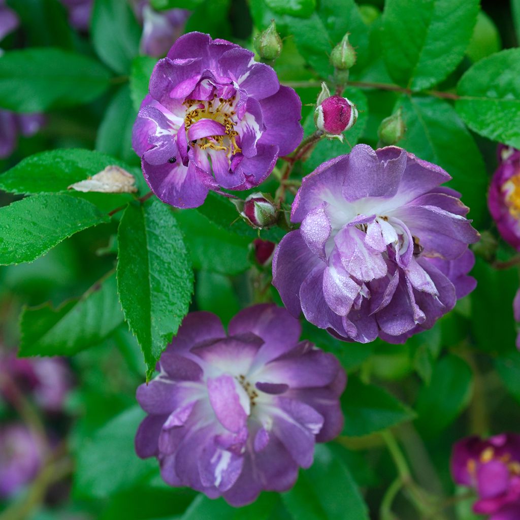 Rosier grimpant Veilchenblau