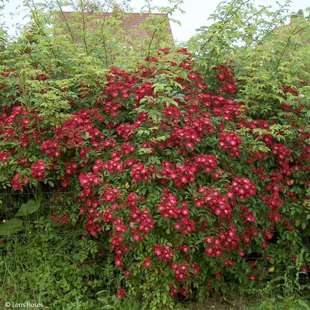 Rosier grimpant Wilderode
