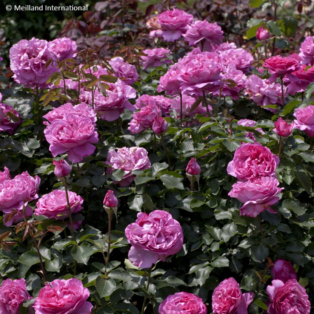 Rosier grimpant Yves Piaget