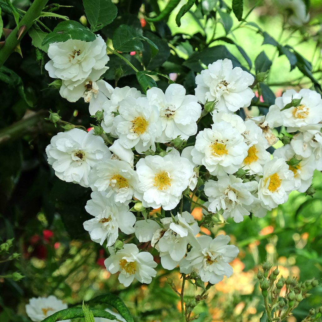 Rosier liane Rambling Rector