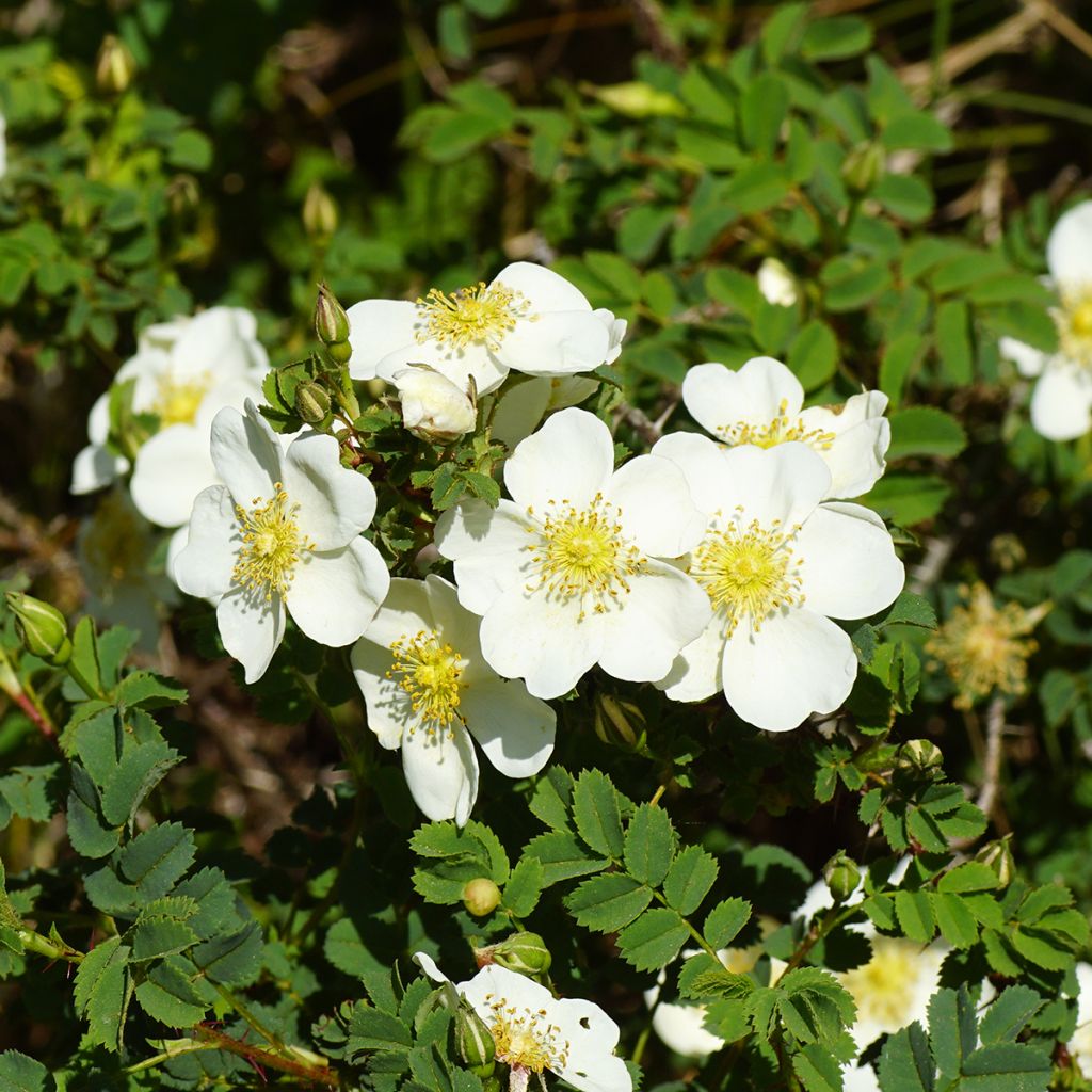 Rosier pimprenelle - Rosa pimpinellifolia