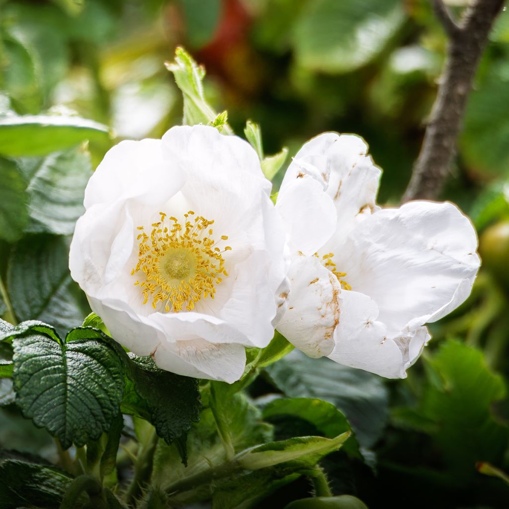 Rosier rugosa Alba