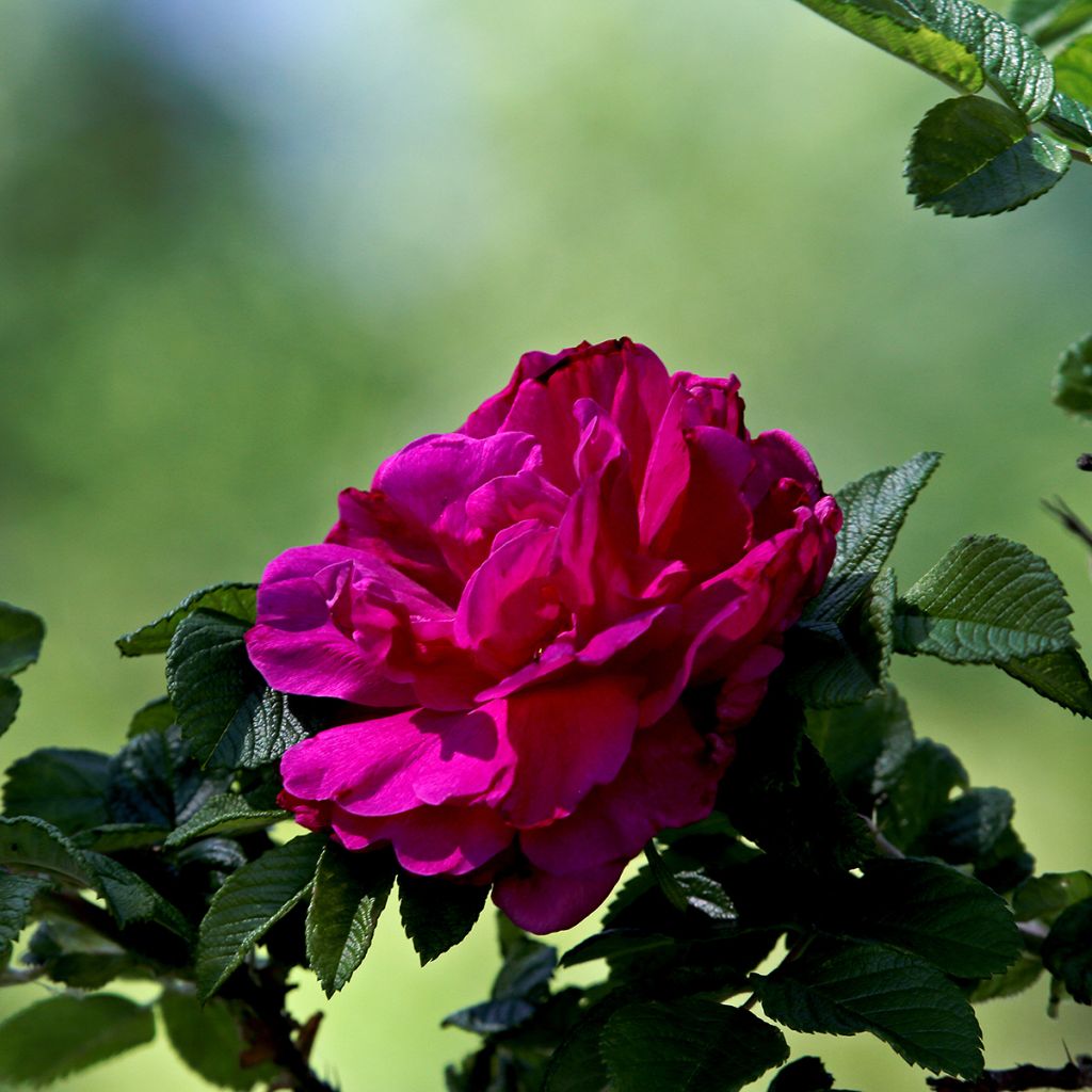 Rosier rugosa Hansa