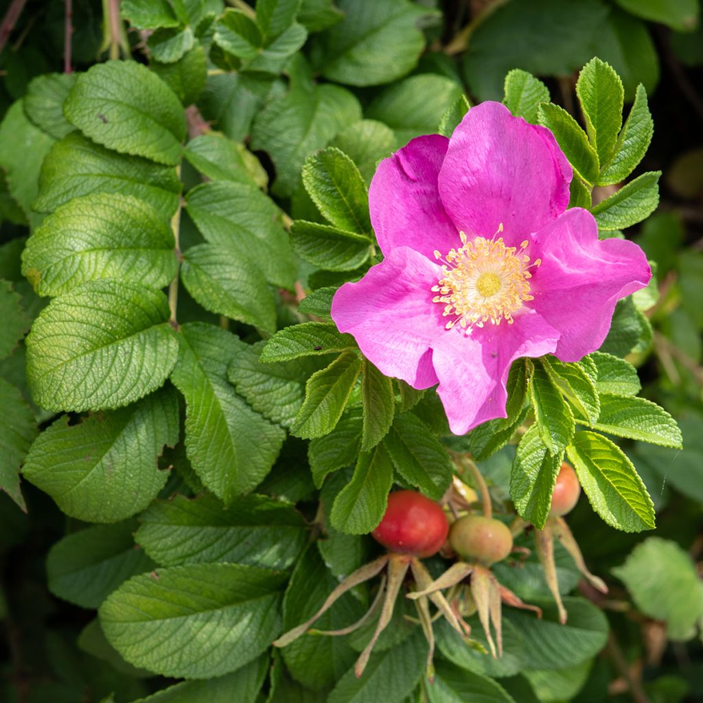 Rosier rugosa Jam-a-licious