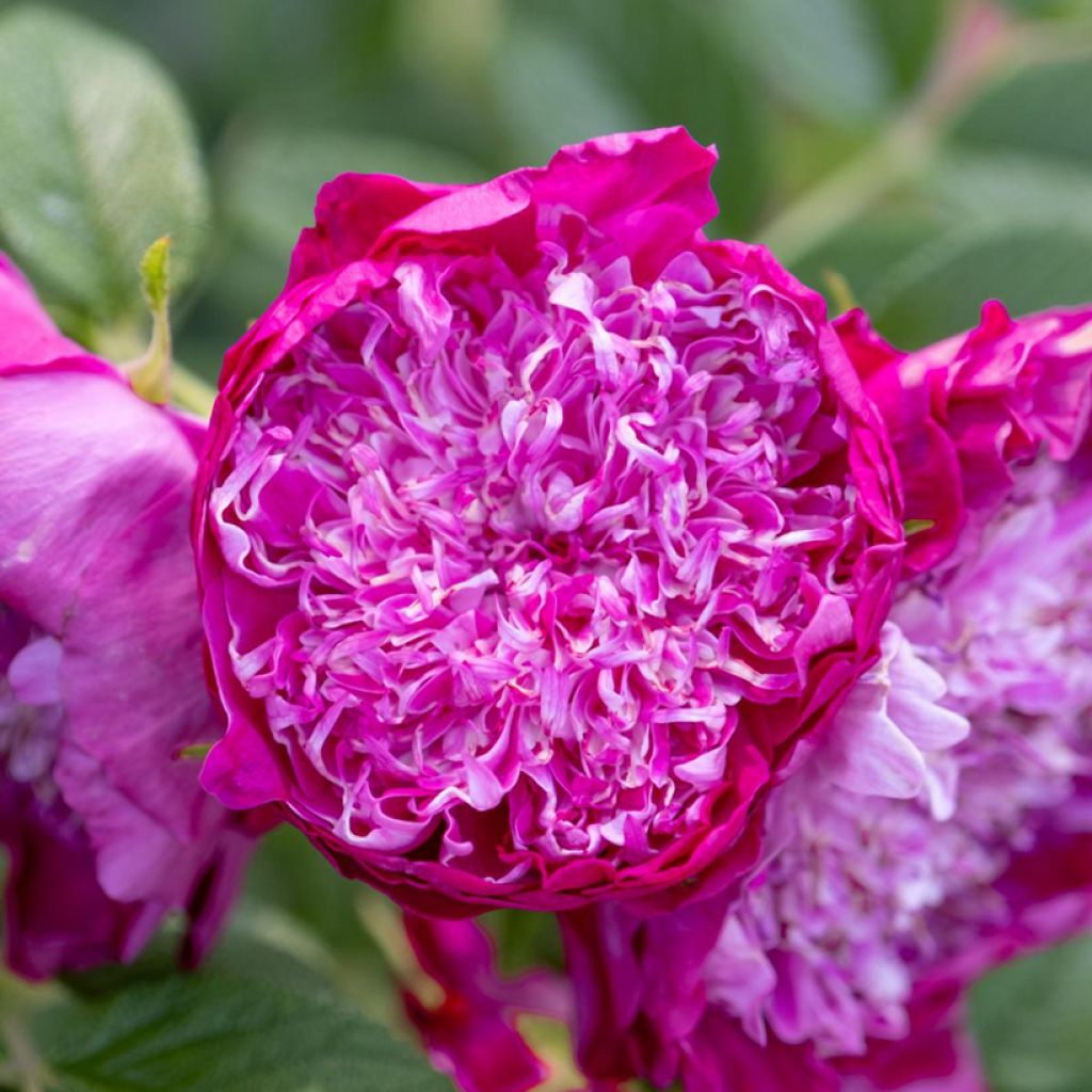 Rosier rugosa Pompom Perfume