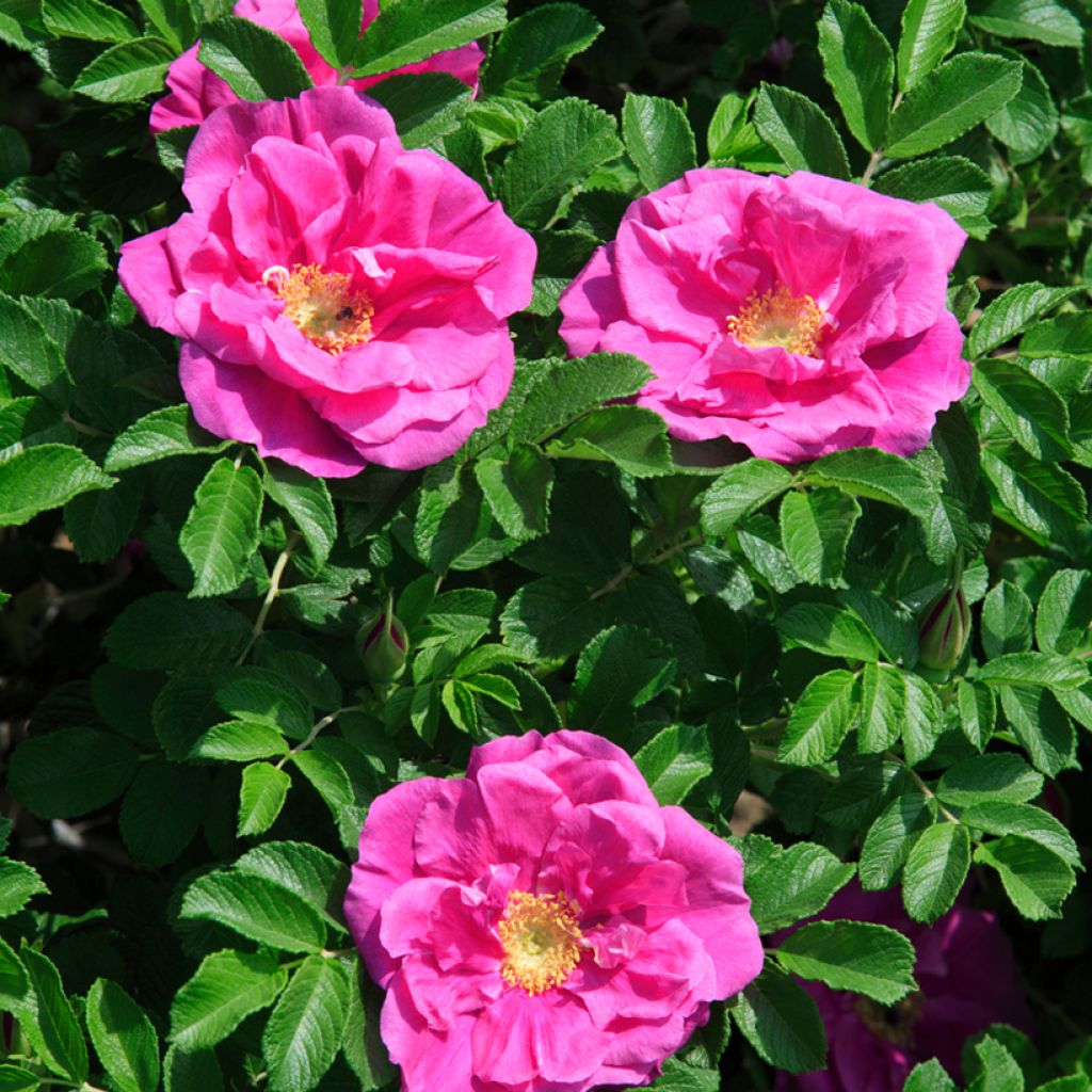 Rosier rugosa Roseraie de l'Haÿ