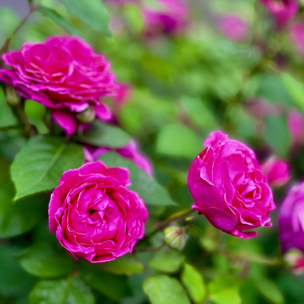 Rosier rugosa Roseraie de l'Haÿ