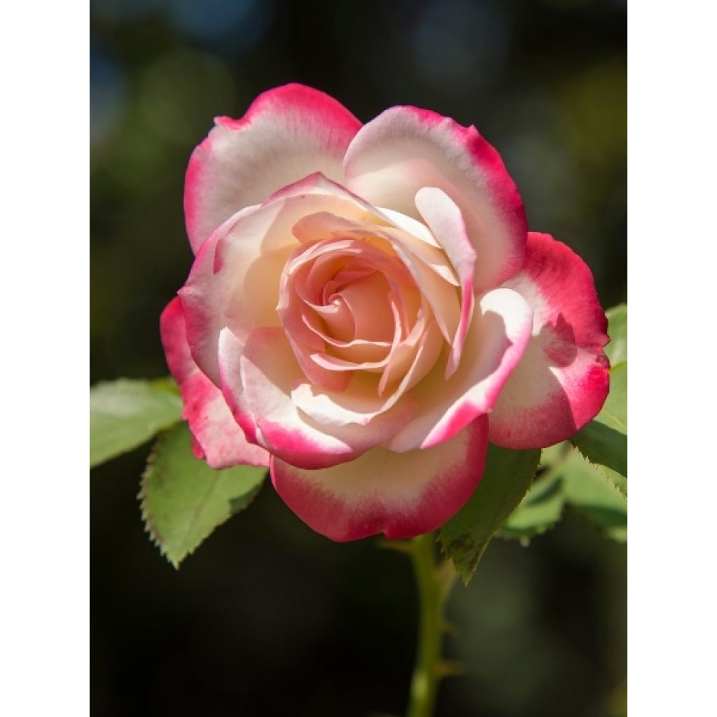 Rosier Jubilé du Prince de Monaco