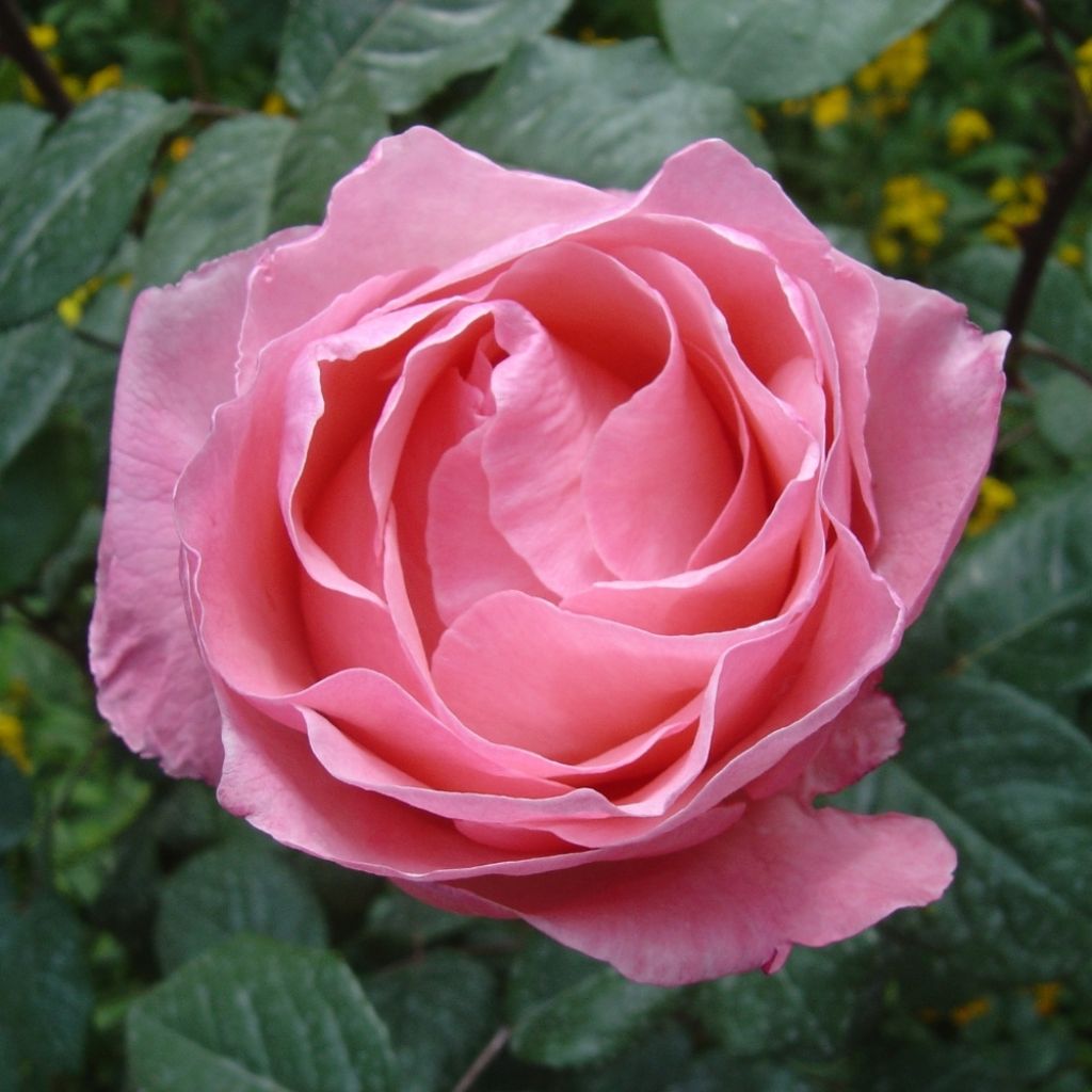 Rosier à grandes fleurs Queen Elisabeth