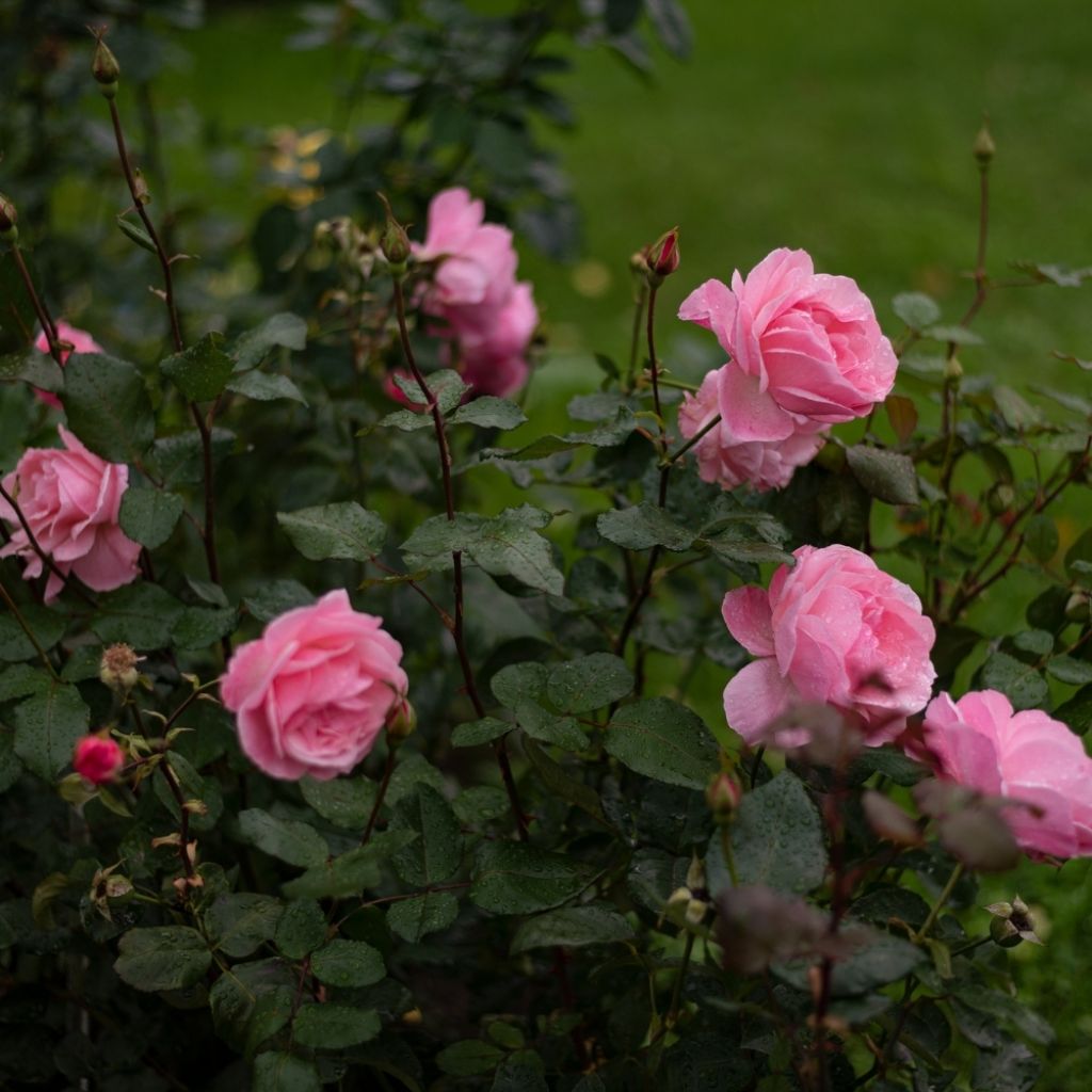 Rosier à grandes fleurs Queen Elisabeth