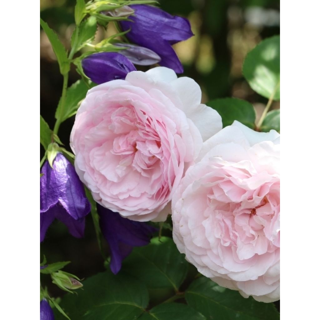 Rosier Tige David Austin Olivia Rose Austin