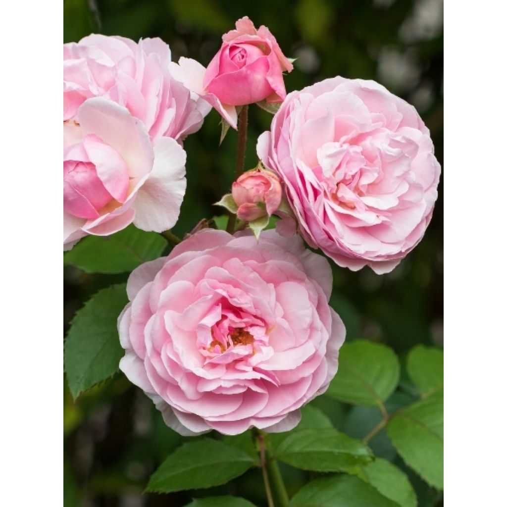 Rosier Tige David Austin Olivia Rose Austin