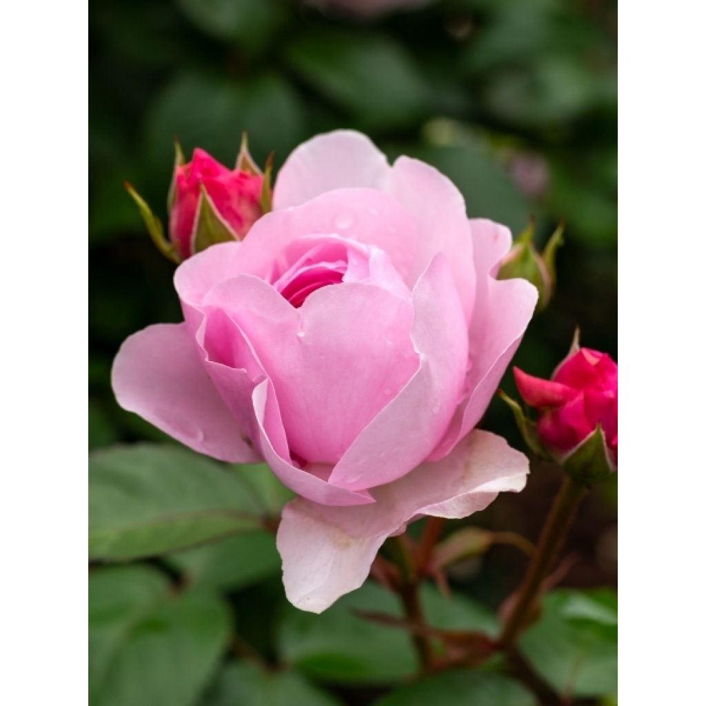 Rosier Tige David Austin Olivia Rose Austin
