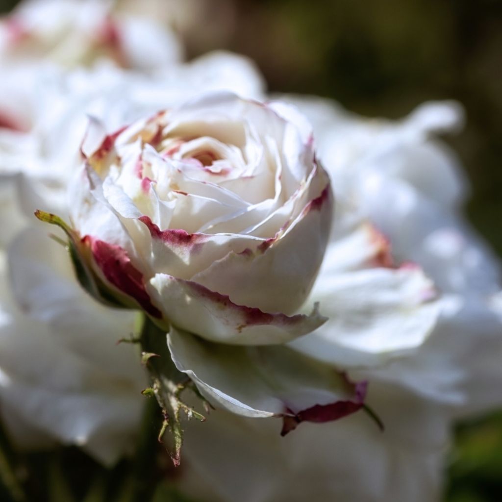 Rosier ancien Boule de Neige