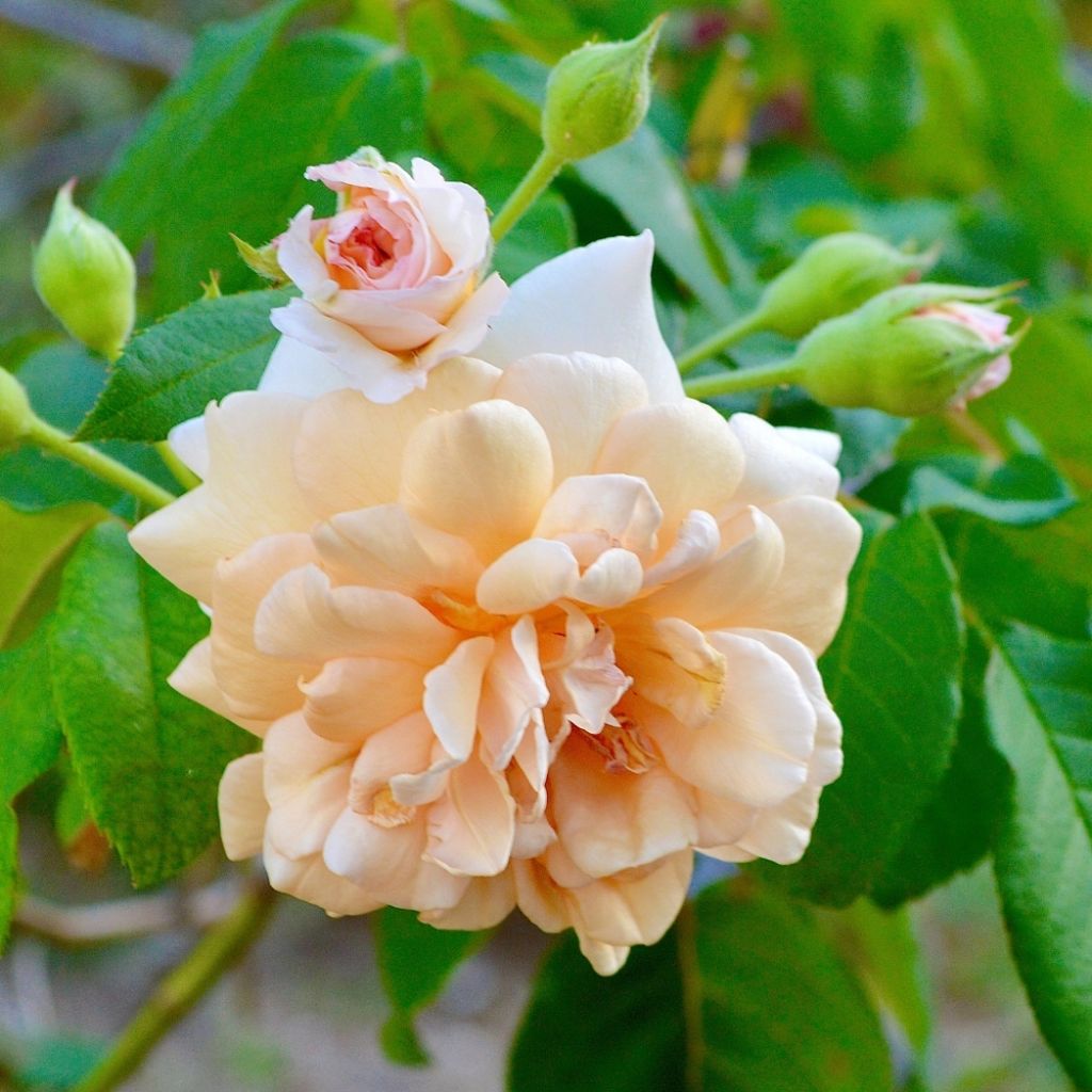Rosier ancien Buff Beauty