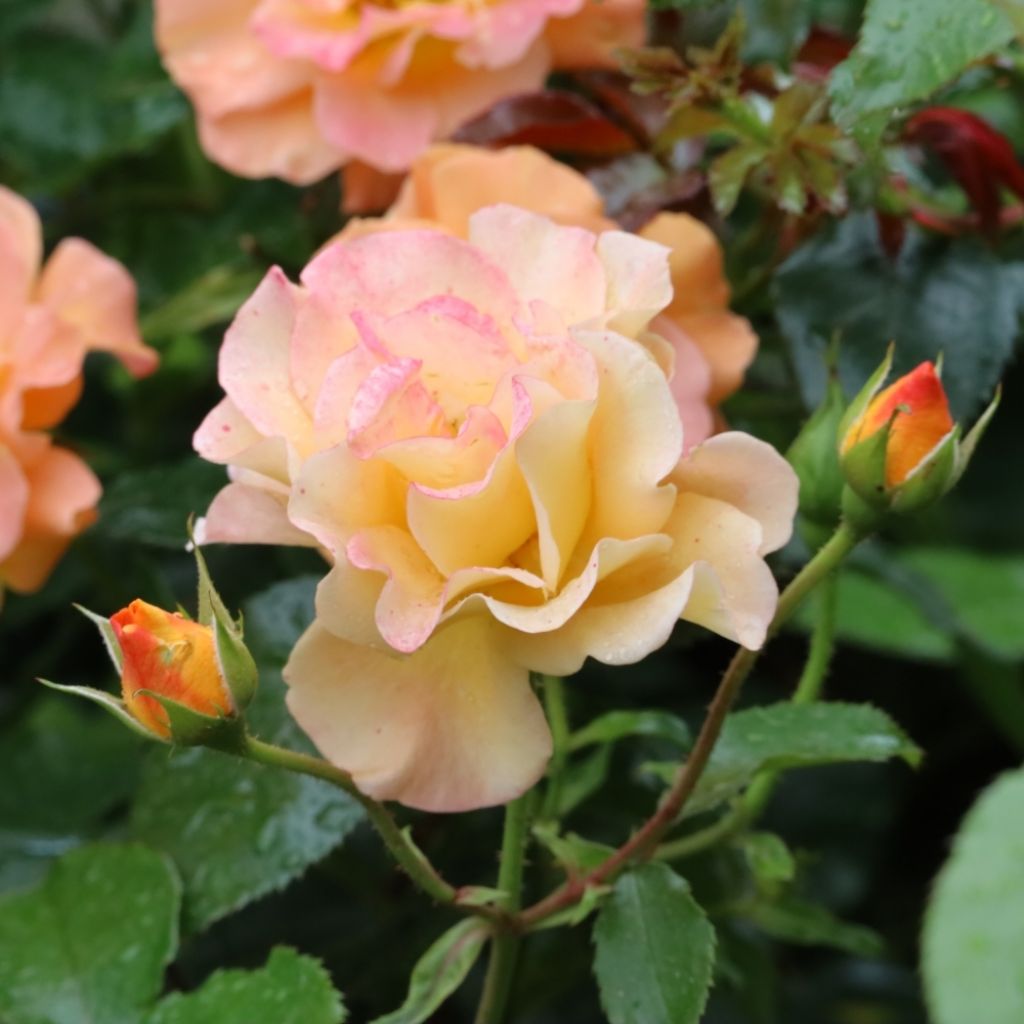 Rosier ancien Buff Beauty
