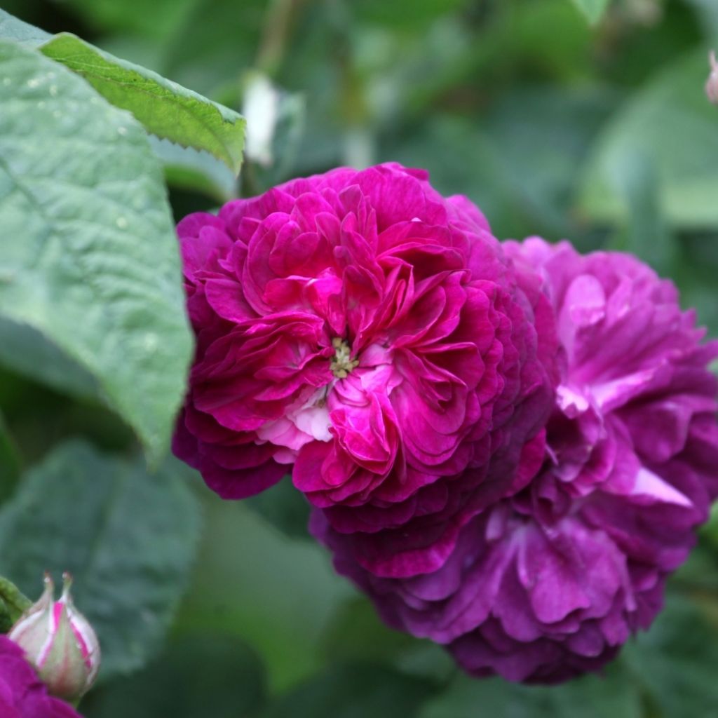 Rosier ancien Cardinal de Richelieu