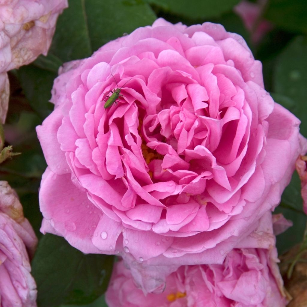 Rosier ancien Comte de Chambord