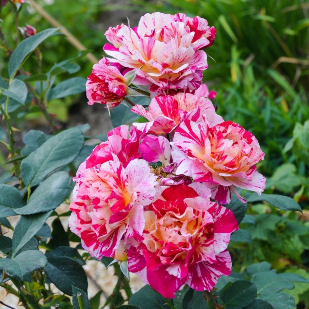 Rosier ancien Ferdinand Pichard