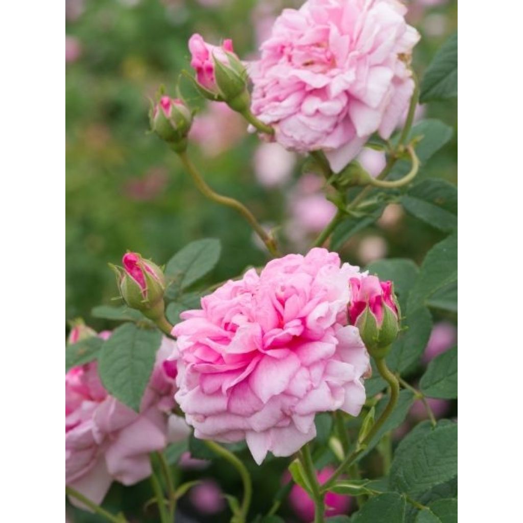Rosier ancien de Damas Ispahan (Pompon des Princes)