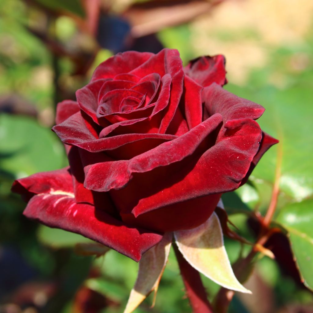 Rosier à grandes fleurs Black Baccara